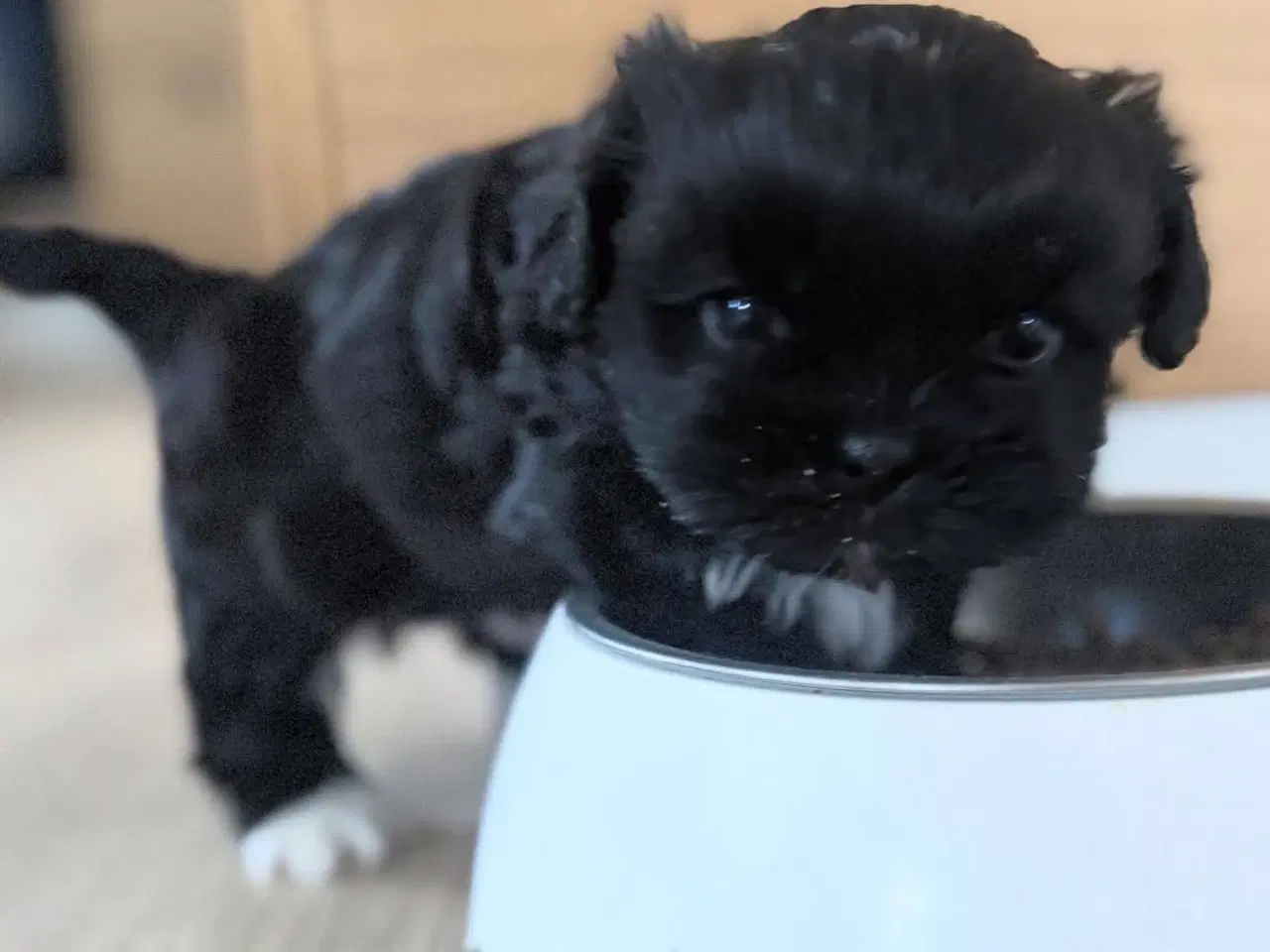 Billede 6 - Shih Tzu hvalp 🐶 