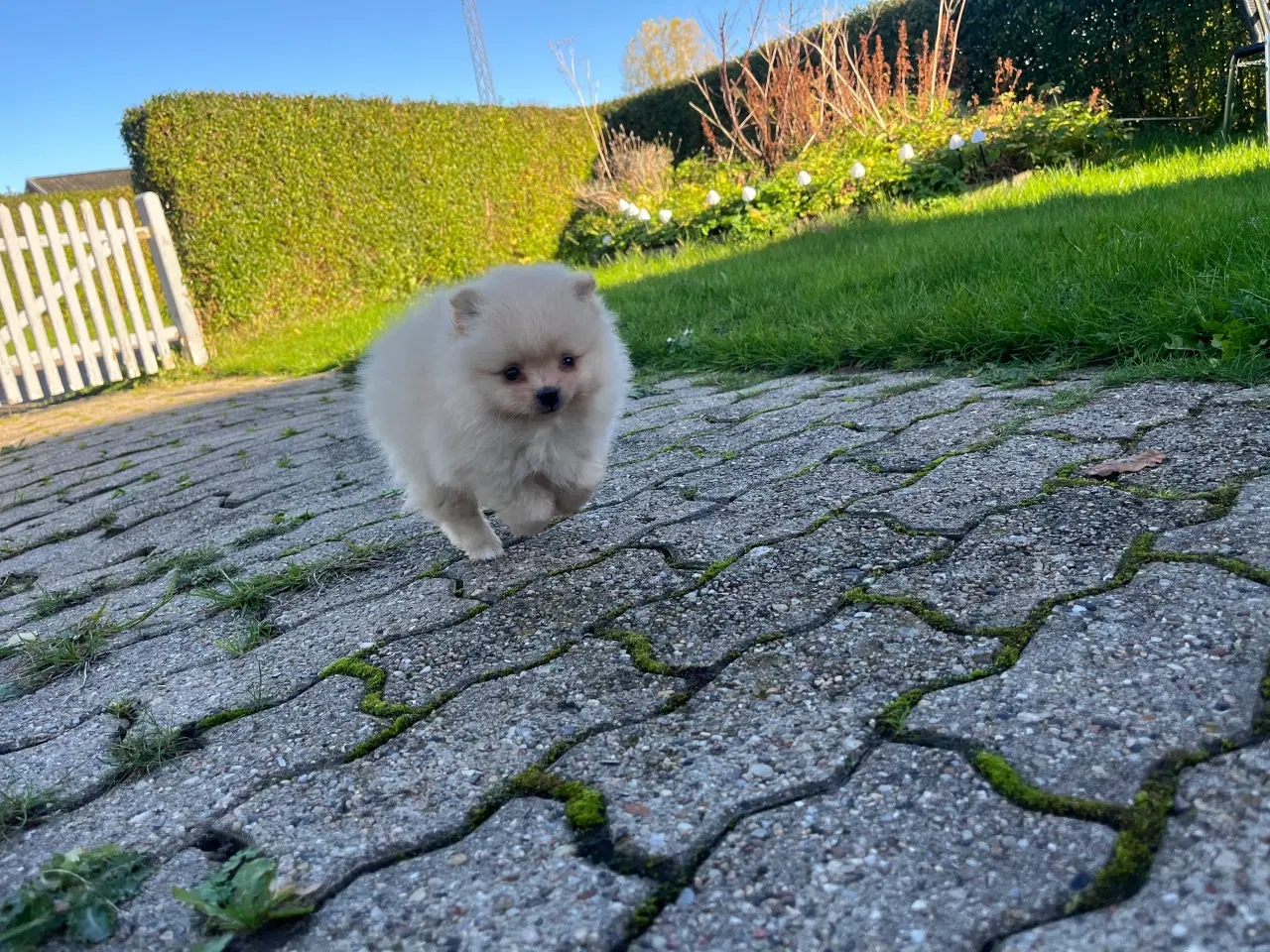 Billede 3 - Så der kun lille Ludvig tilbage