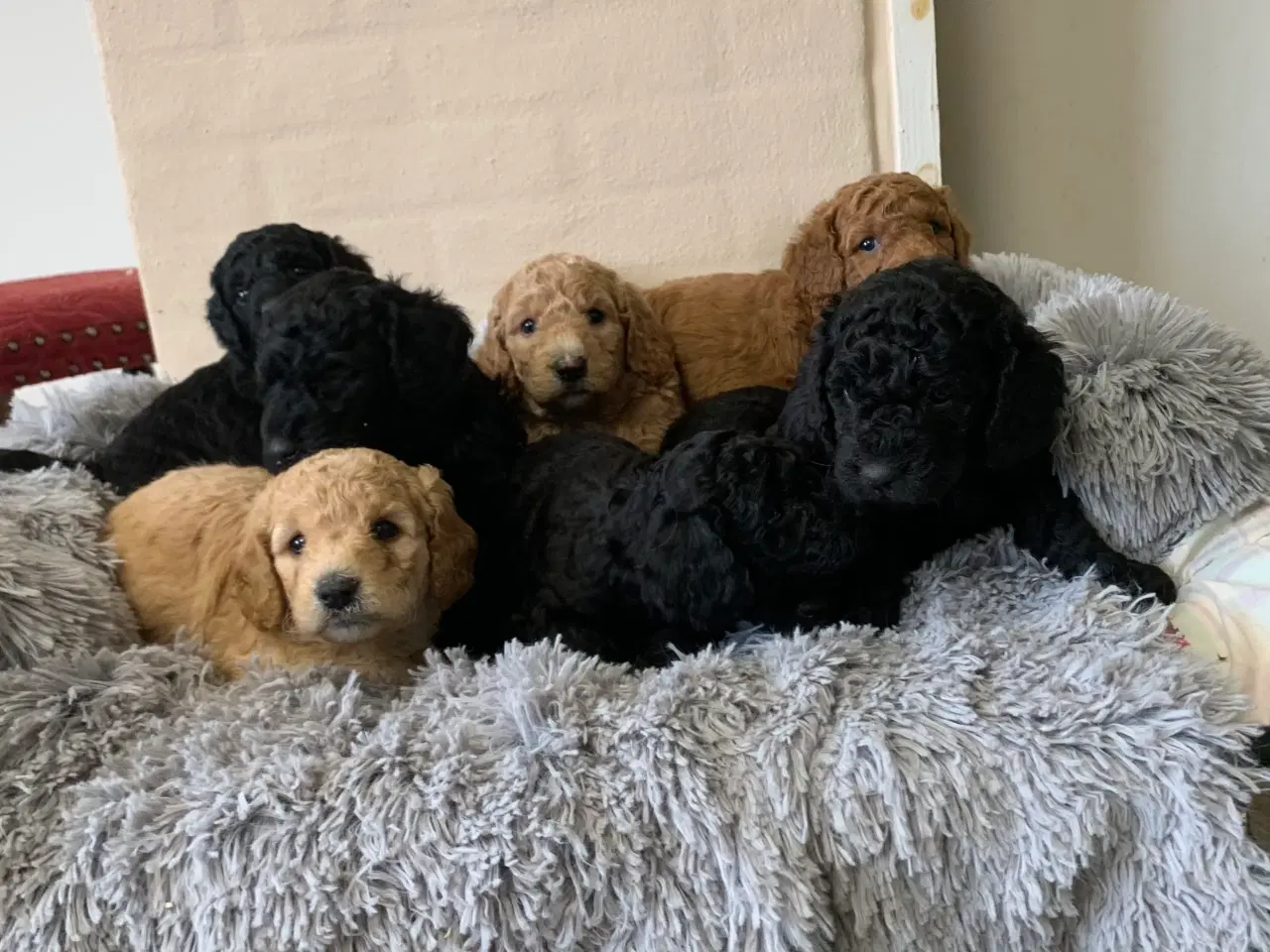 Billede 9 - Mini Golden Doodle F1B babyer 