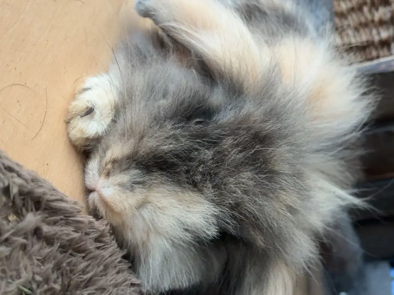 Billede 9 - 4 kælen og søde unger 