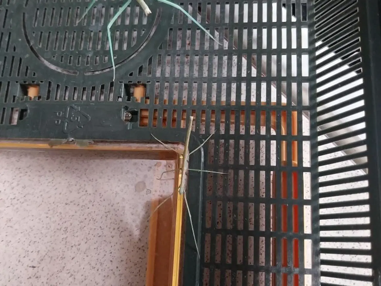 Billede 2 - Medauroidea extradentata 