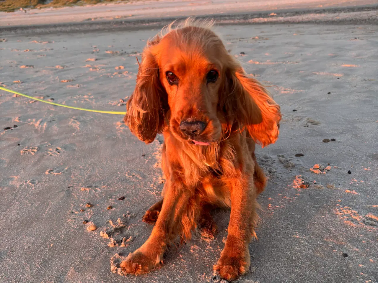 Billede 1 - Våbenskab godkendt til 6 våben