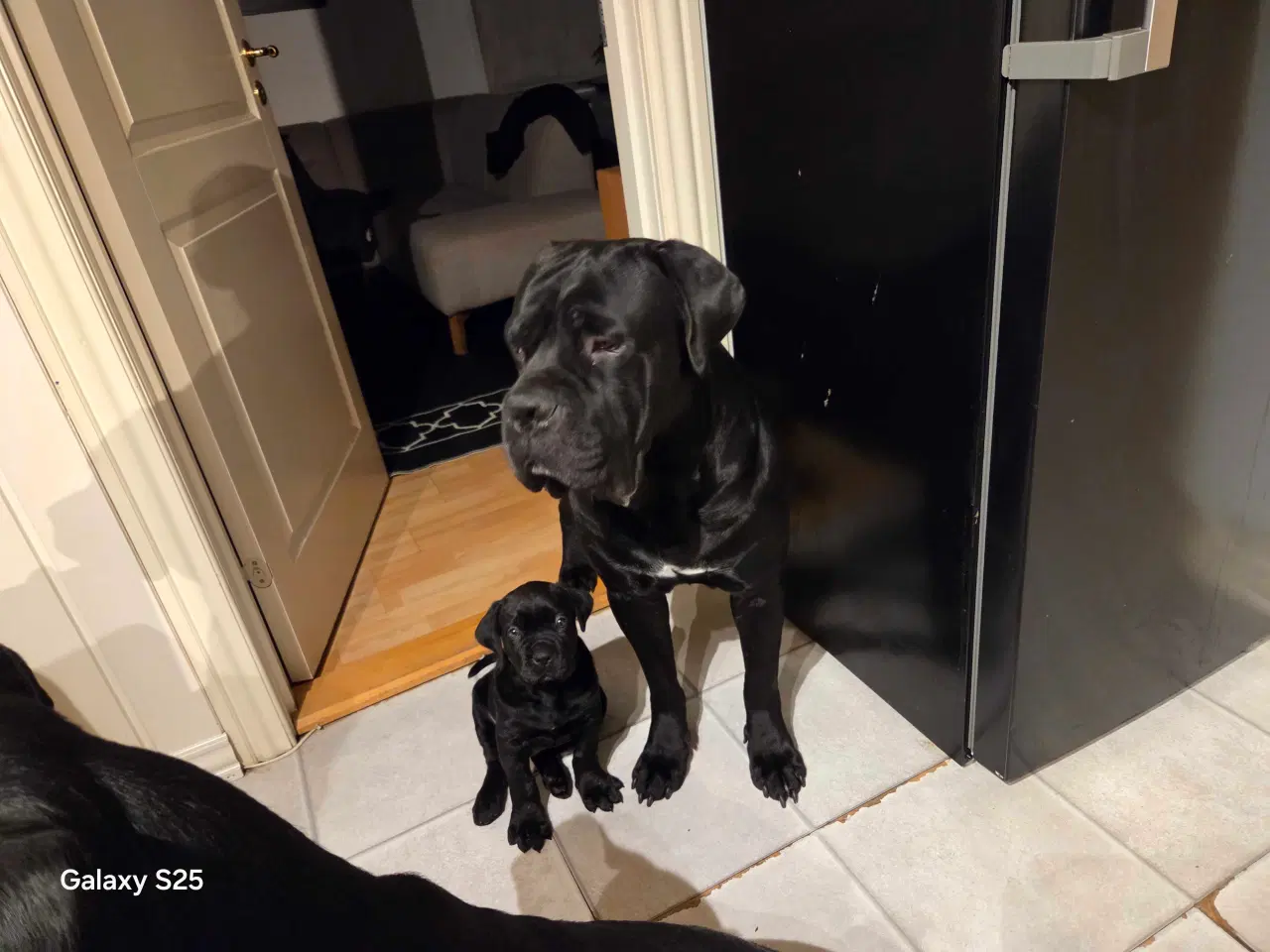 Billede 3 - Cane Corso hvalpe