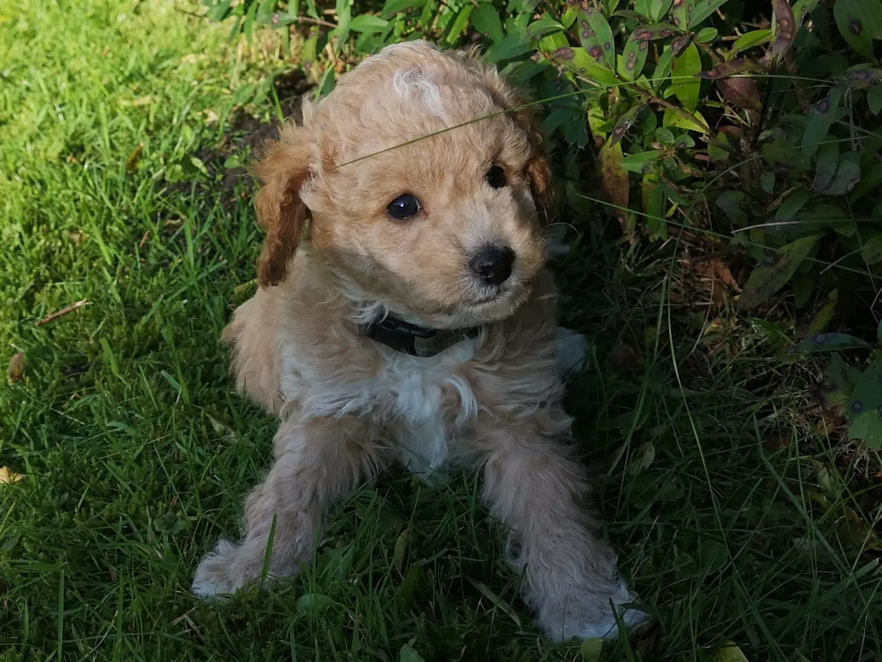 Billede 1 - Cavapoo hvalp