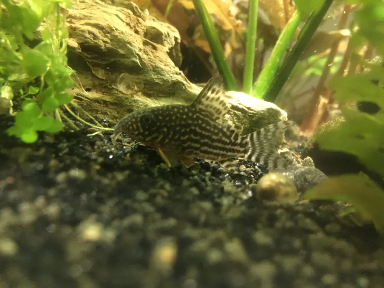 Billede 6 - Sommerfugle cichlide