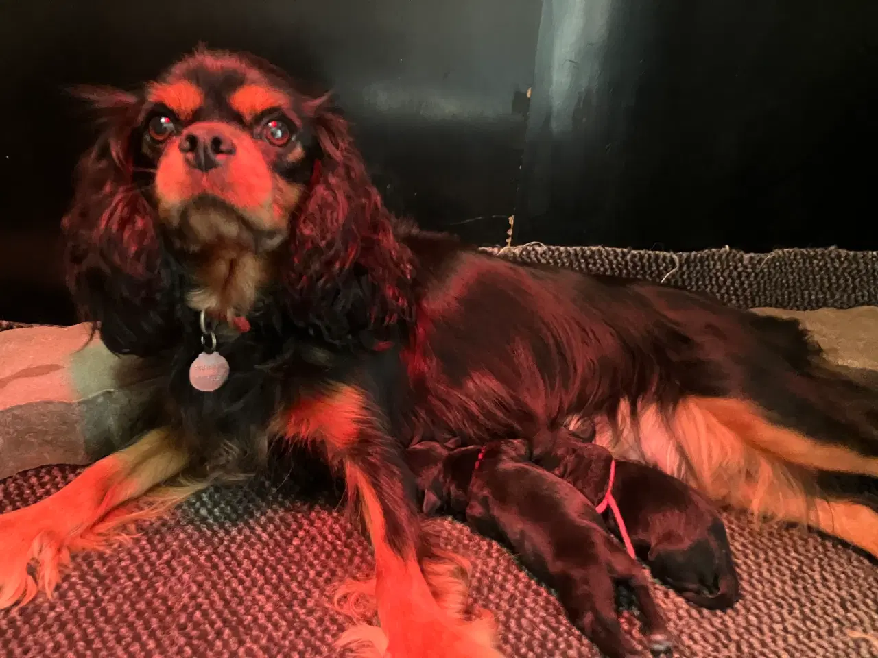 Billede 1 - Cavapoo f1.  
