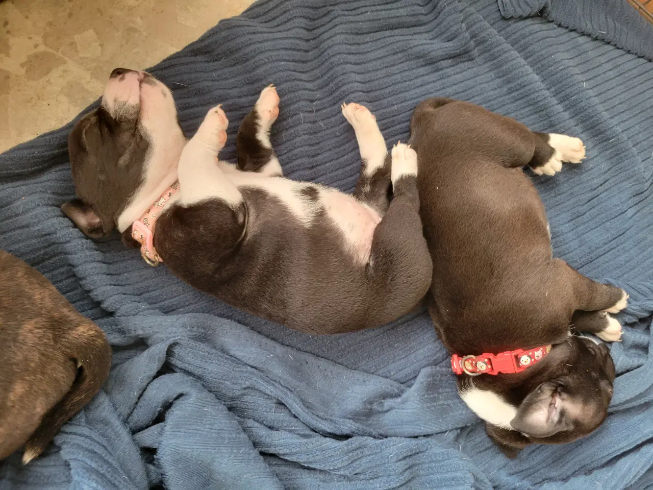 Billede 4 - Staffordshire Bull Terrier Hvalpe 5 uger