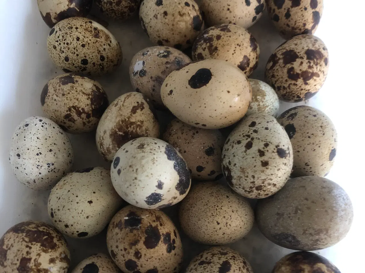 Billede 1 - flotte vagtel æg