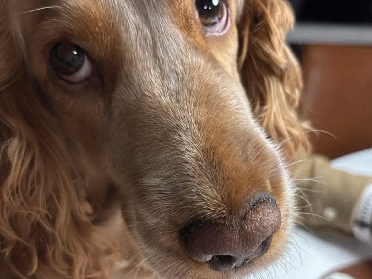 Billede 10 - Hvalpe på vej 