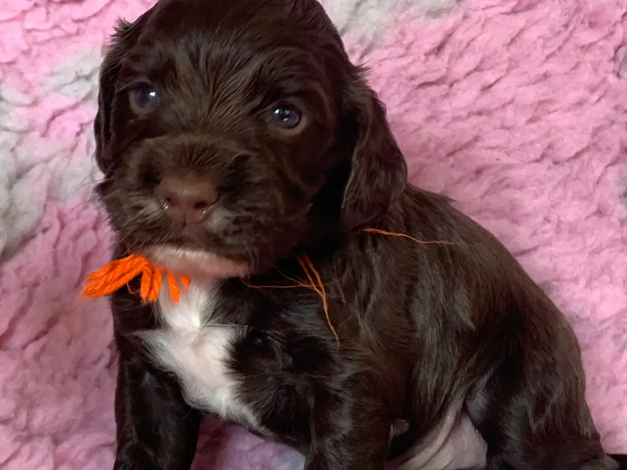 Billede 7 - FT Cocker Spaniel hvalpe