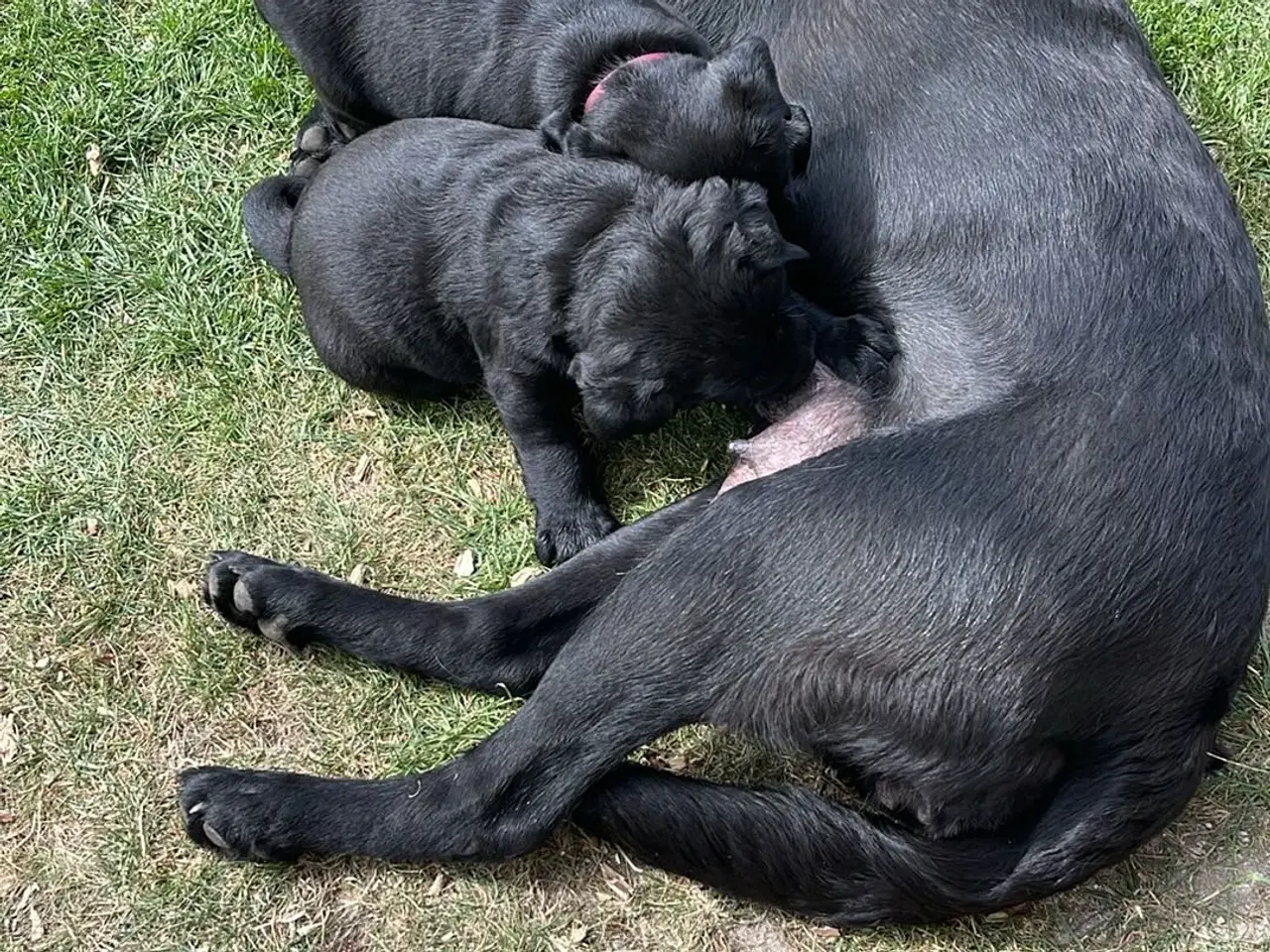 Billede 4 - Hundehvalp 