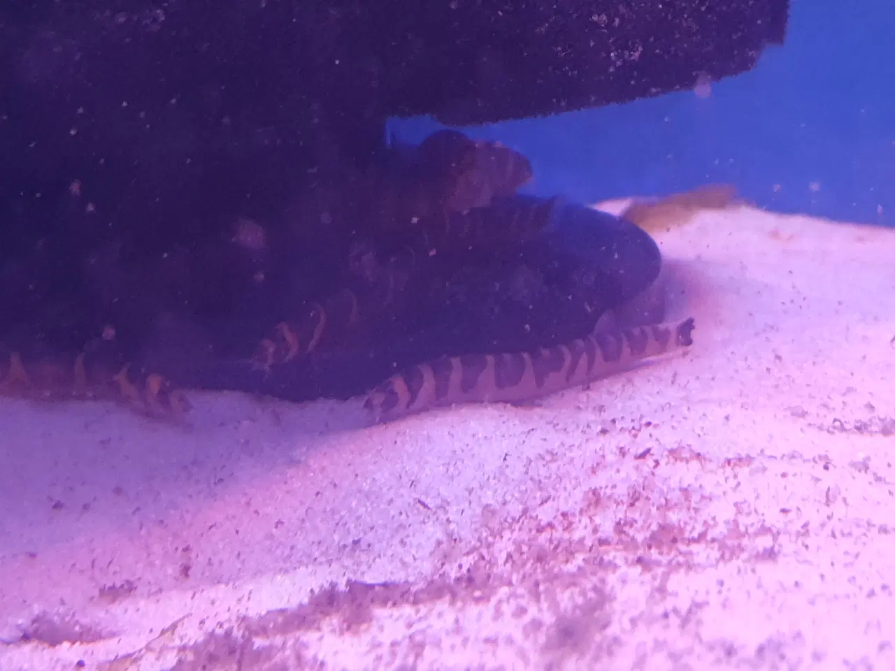 Billede 12 - KUHLI ÅL