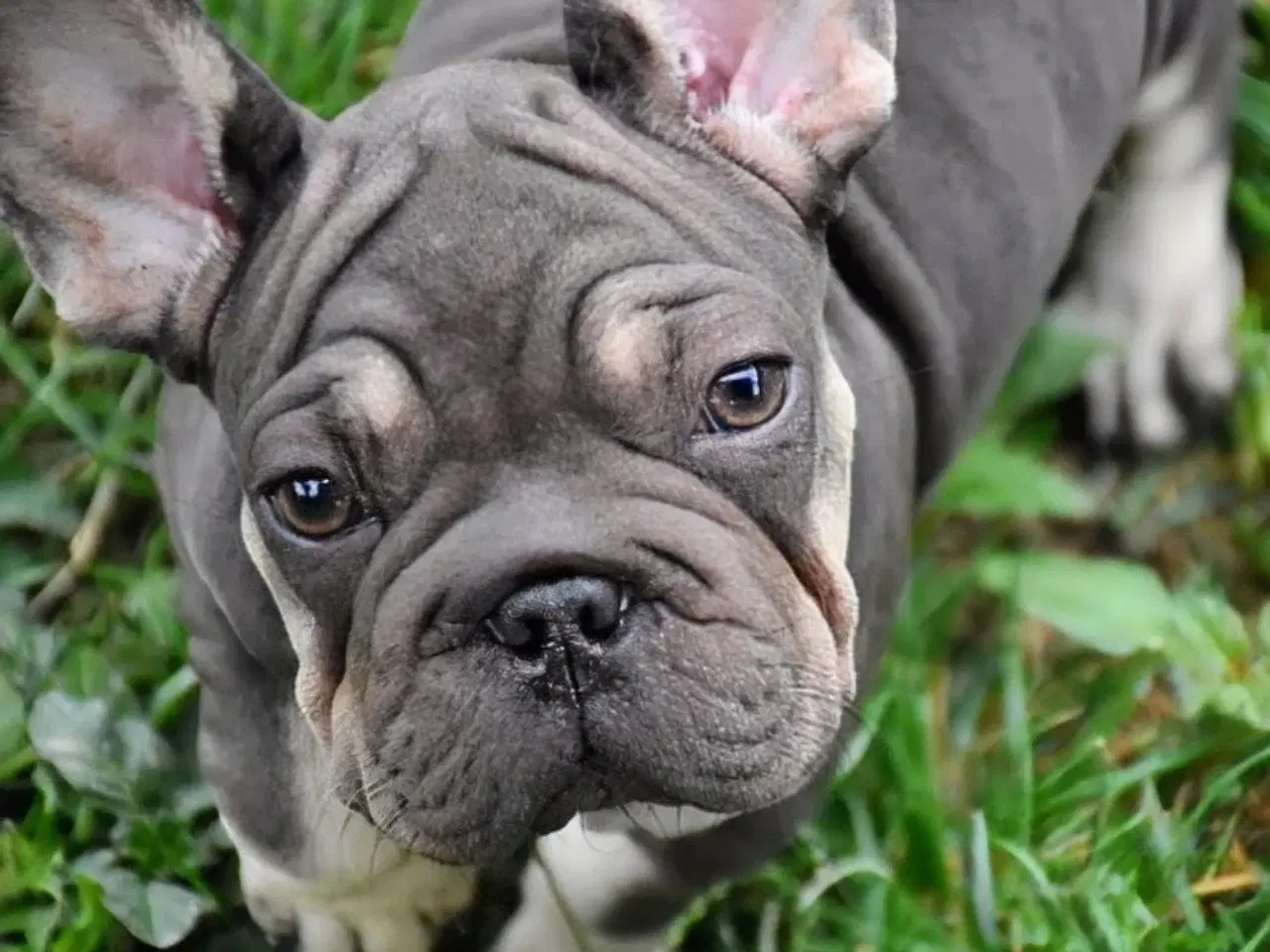 Billede 3 - Fransk Velvet bulldog. NEDSAT!