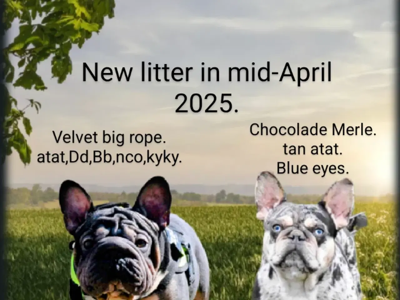 Billede 1 - Nyfødte Fransk bulldog hvalpe.