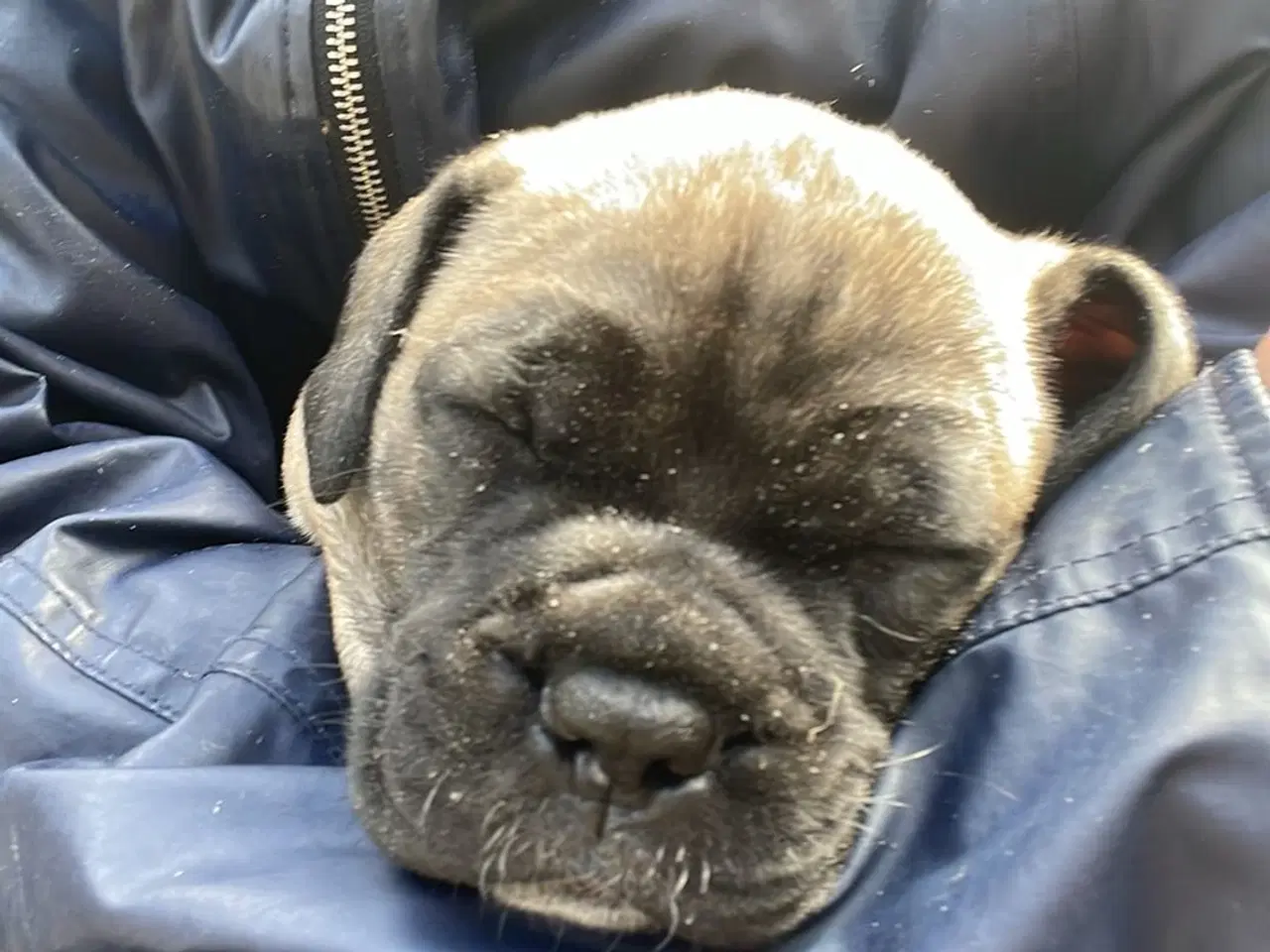 Billede 1 - Bullmastiff hvalpe 