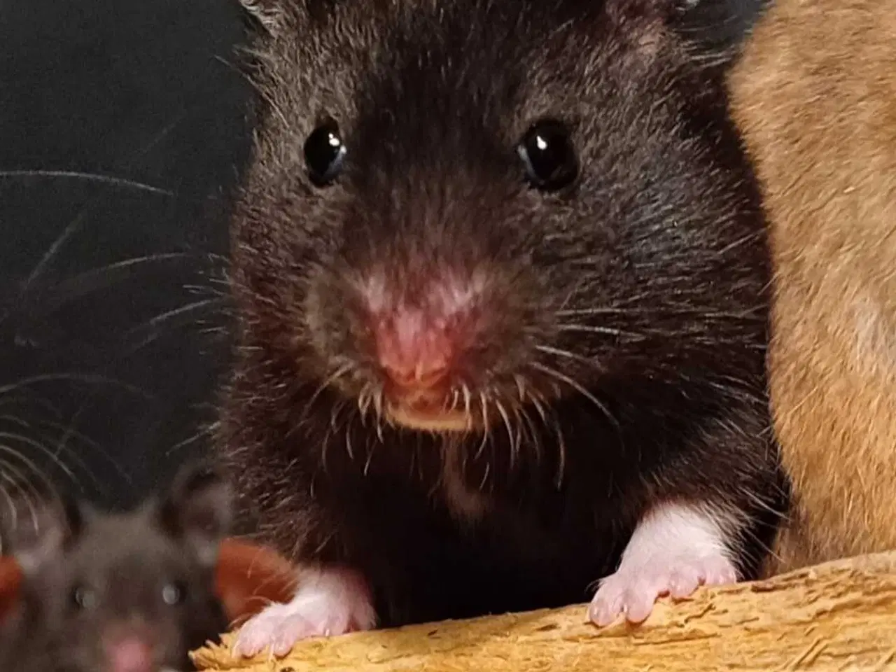 Billede 3 - Guldhamster unger