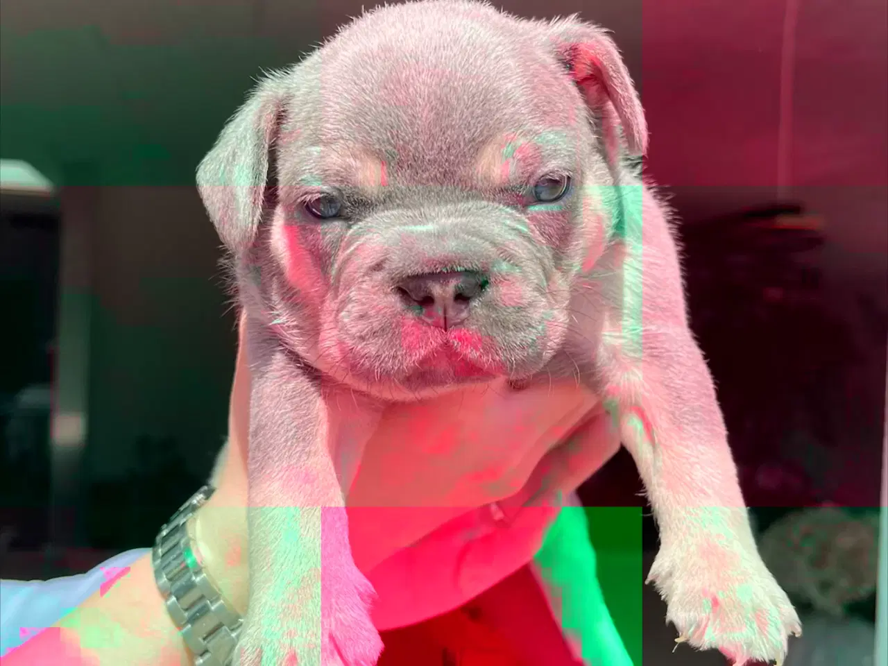Billede 3 - Fransk bulldog hvalpe