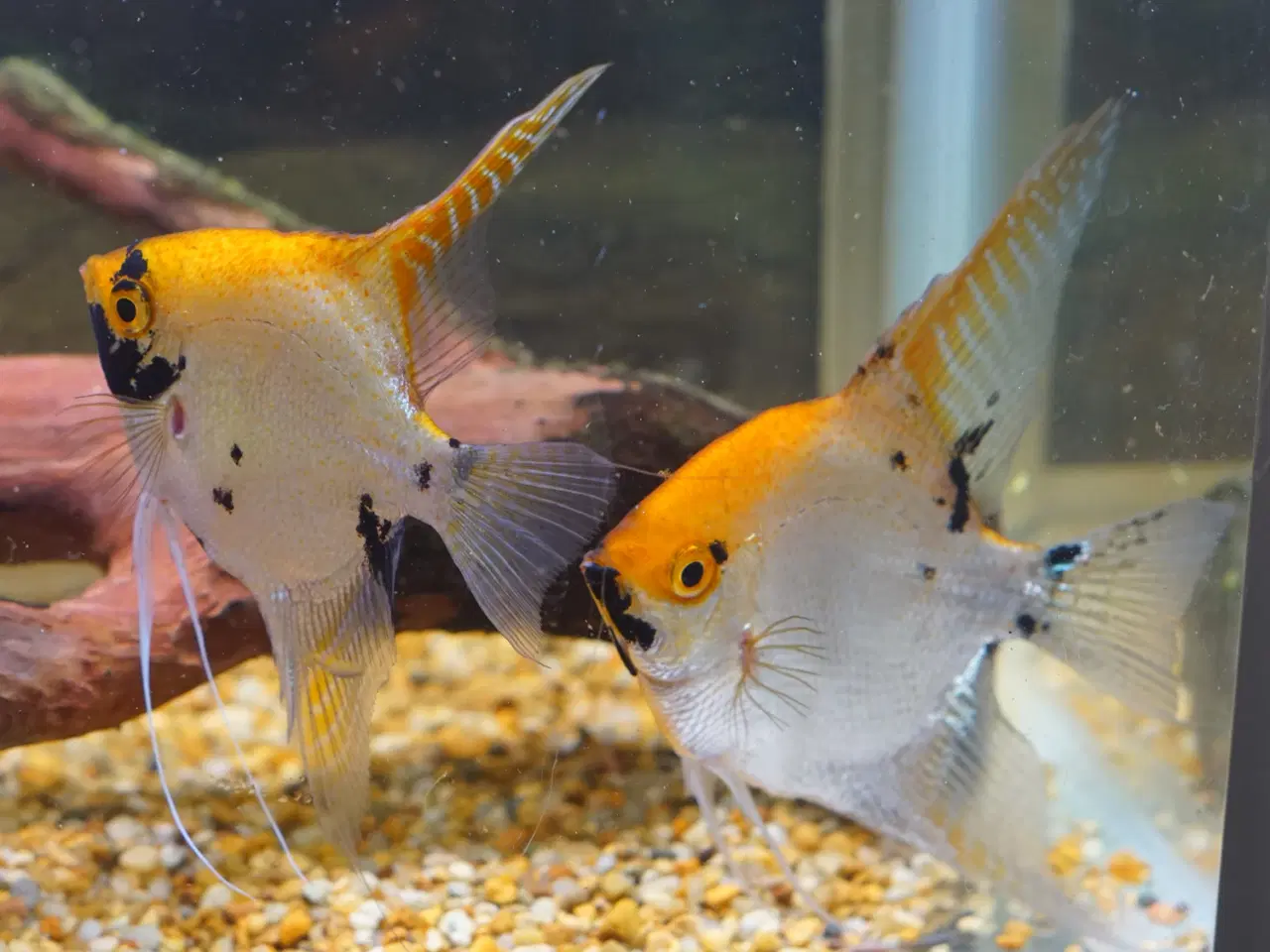 Billede 4 - Koi Scalarer til det store akvarie