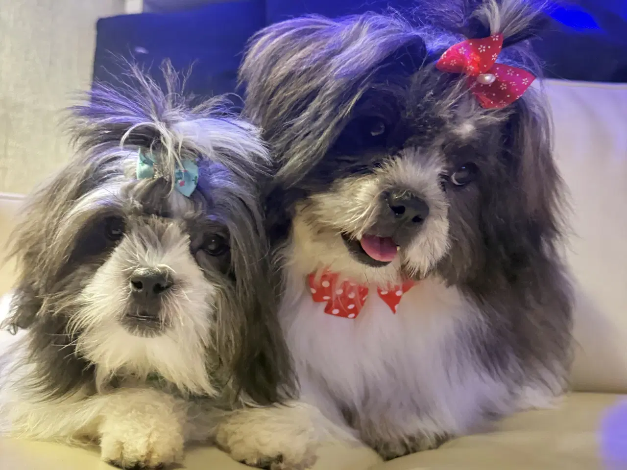 Billede 3 - 2 hanner hvalpehund på 5 måneder