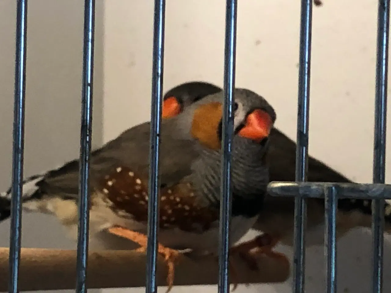 Billede 1 - udstillings zebrafinker