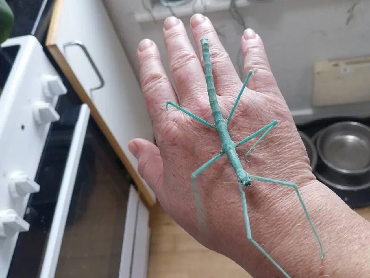 Billede 1 - Medauroidea extradentata 