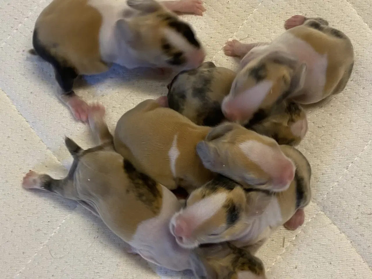 Billede 4 - HOLLÆNDER JAPANER SORT/GUL