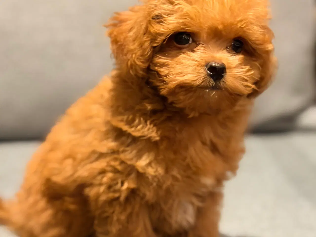 Billede 2 - Maltipoo