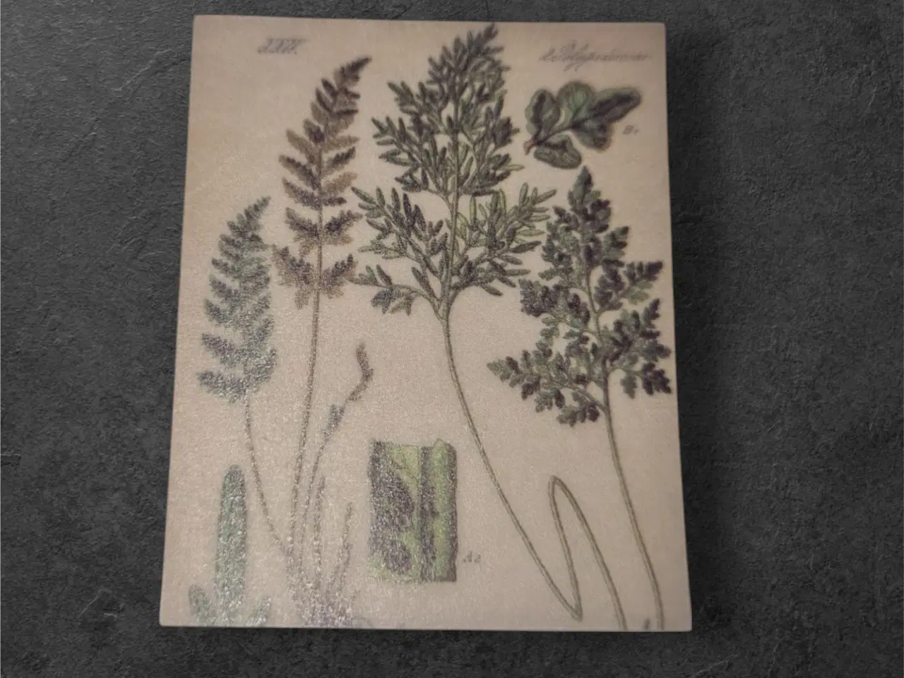 Billede 1 - Botanisk mini-tryk: Studie i grønne og gyldne nuan