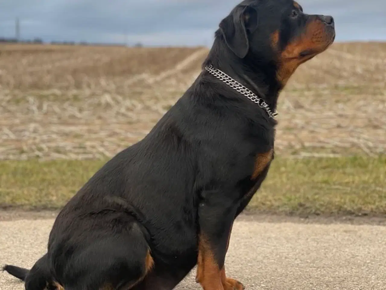 Billede 10 - Rottweiler hvalpe 