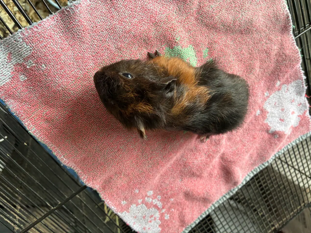 Billede 15 - Marsvin i forskellig aldre skinner er hunner