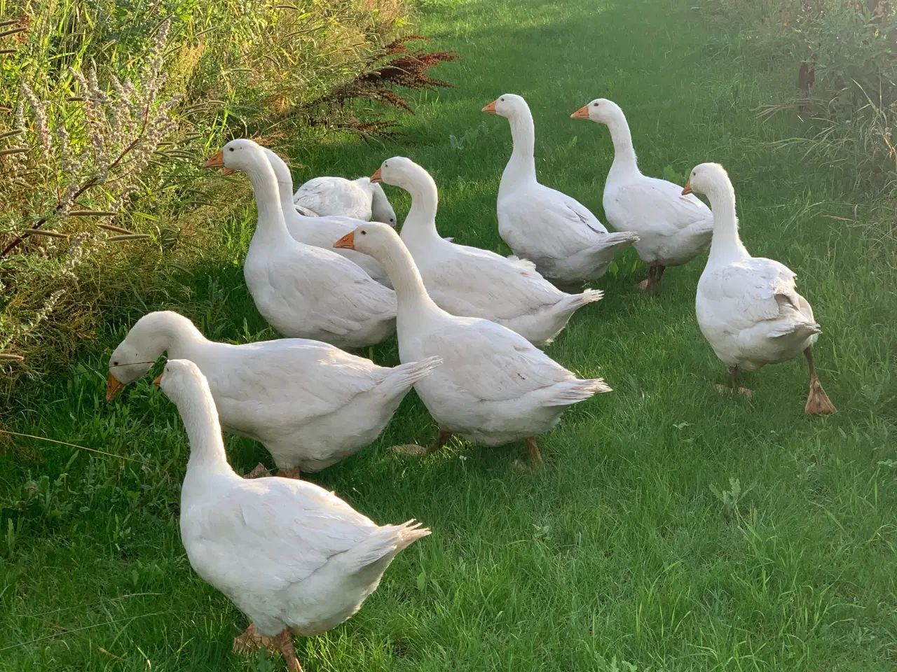 Billede 1 - Gæslinger Sælges