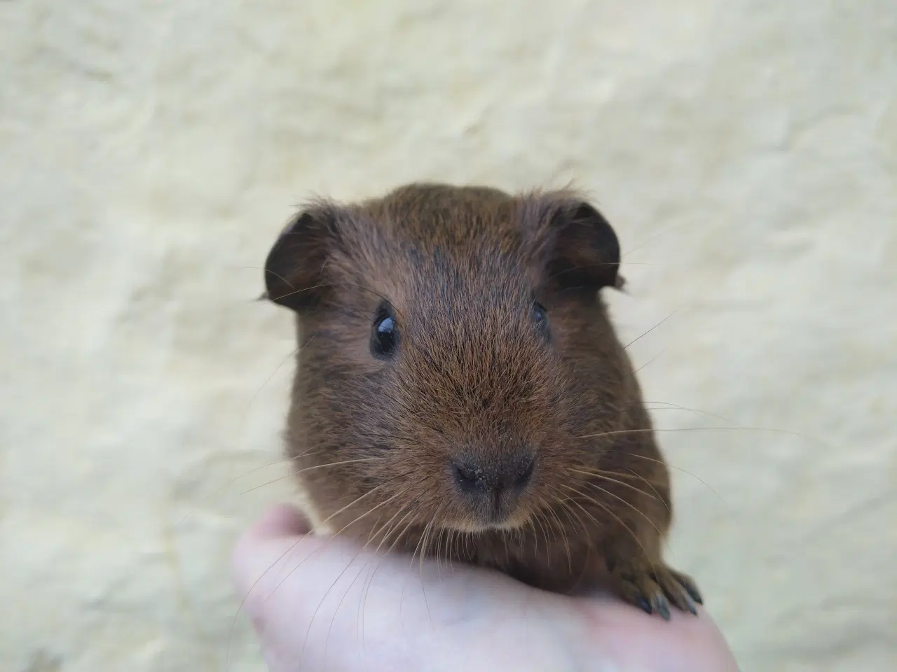 Billede 5 - 2 søstre