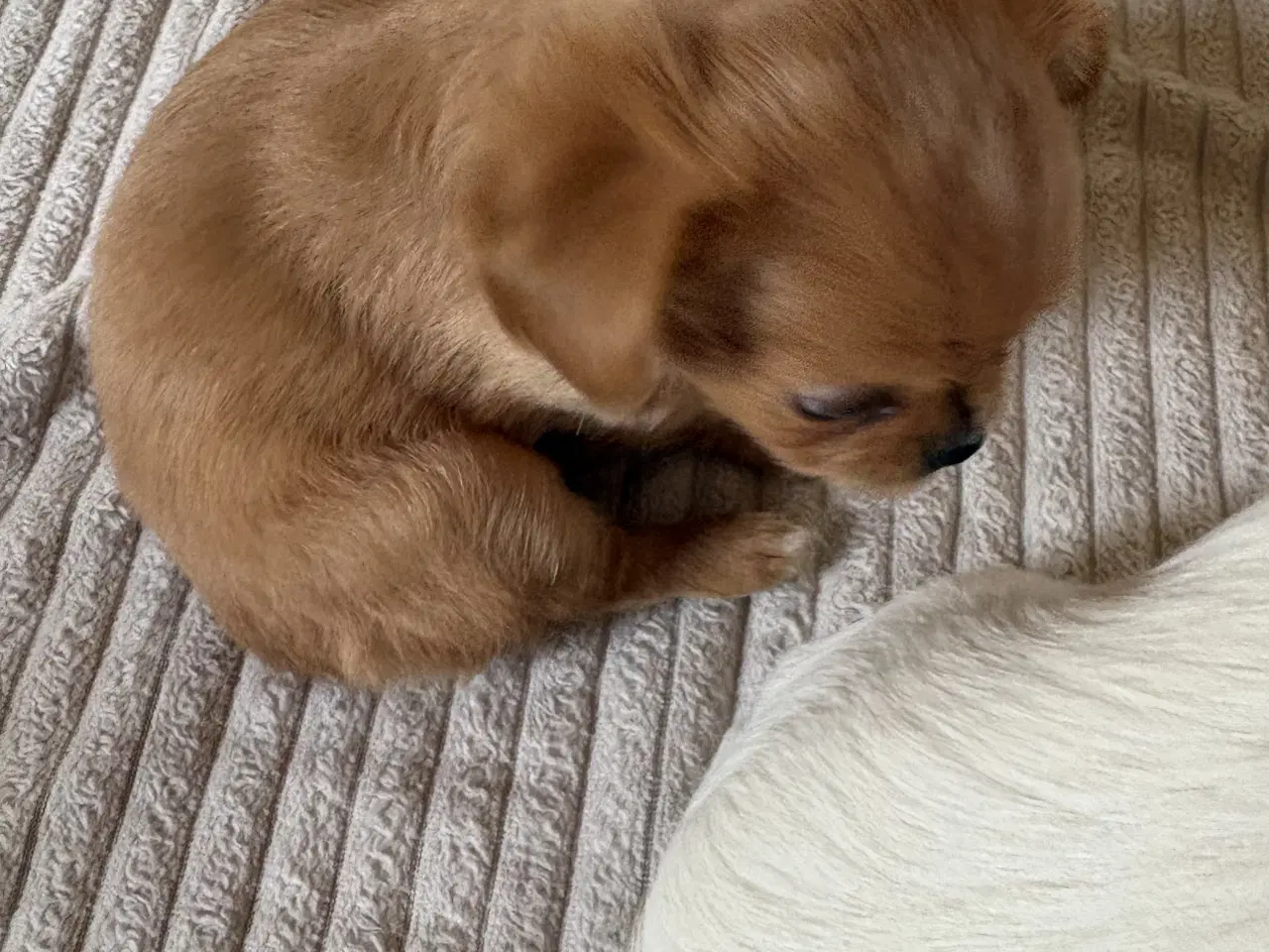 Billede 6 - hunde valpe