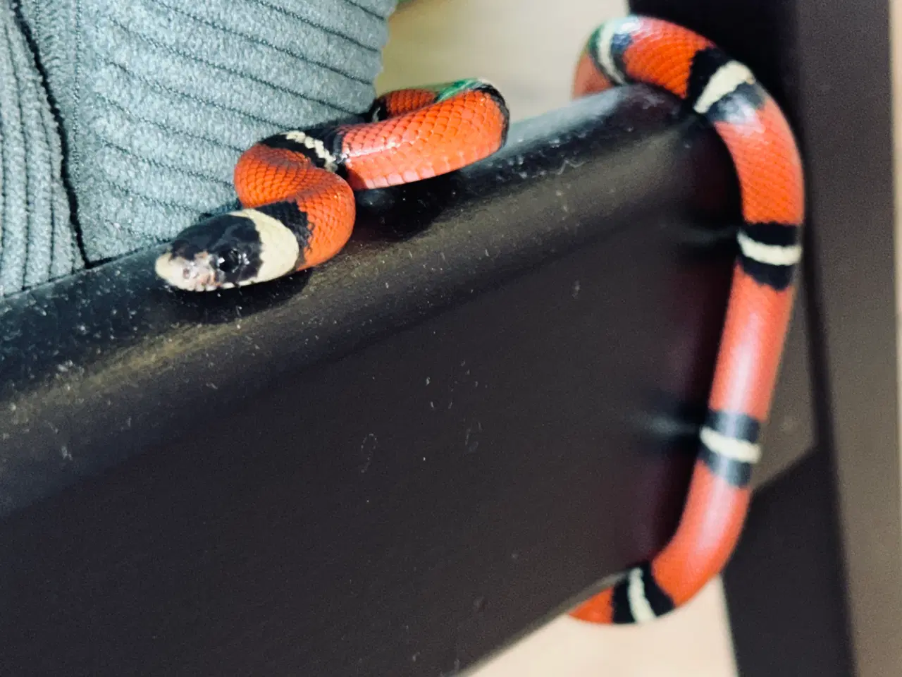 Billede 1 - Sinaloan Milk Snake / Sinaloae kongesnog / Lamprop