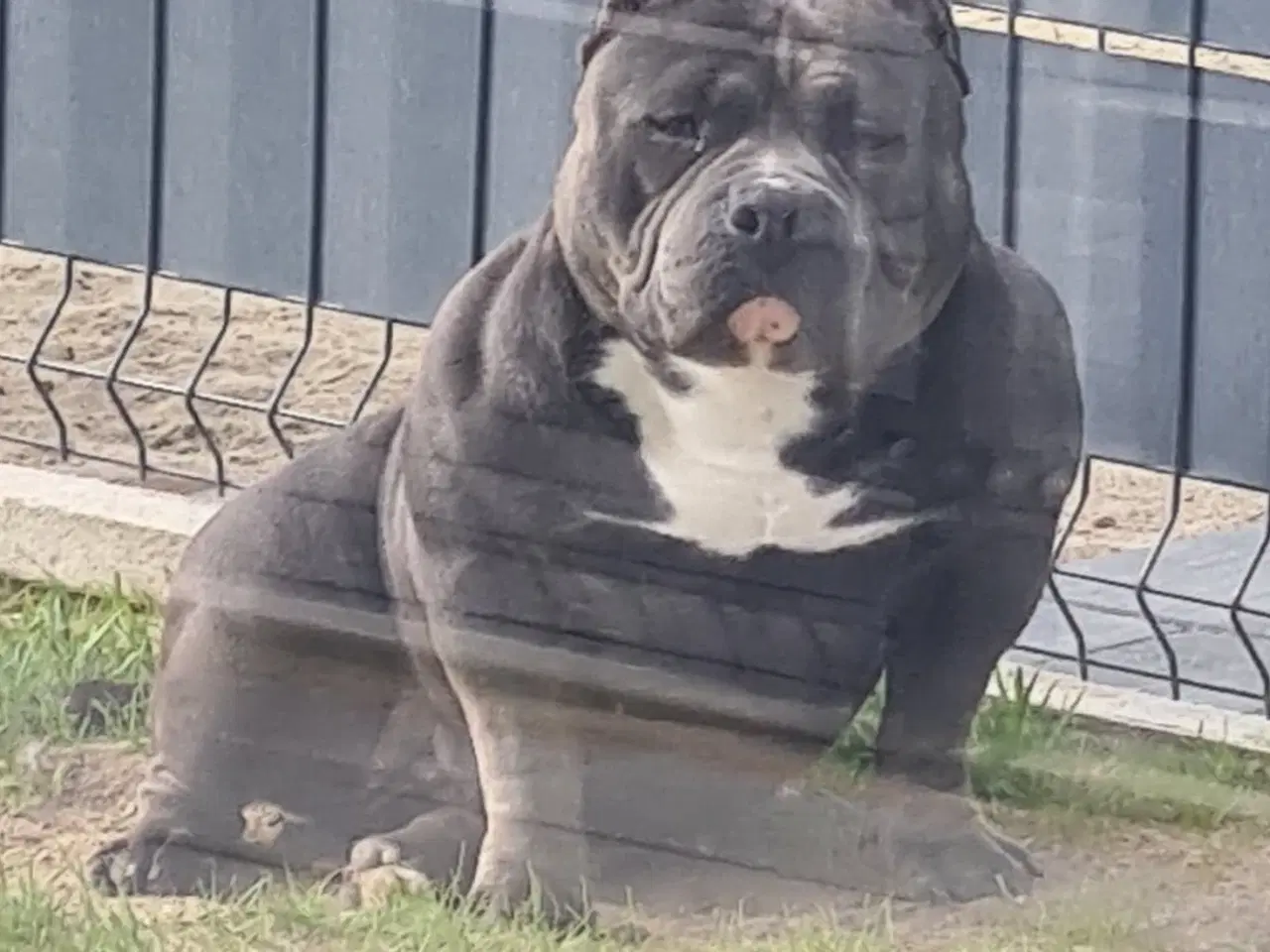 Billede 4 - American Bully Hvalpe Abkc STRONG