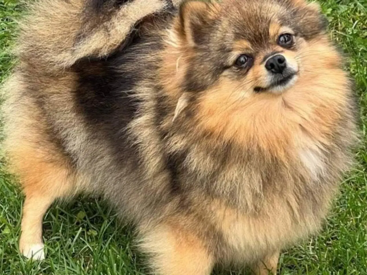 Billede 7 - Mini Pomeranian