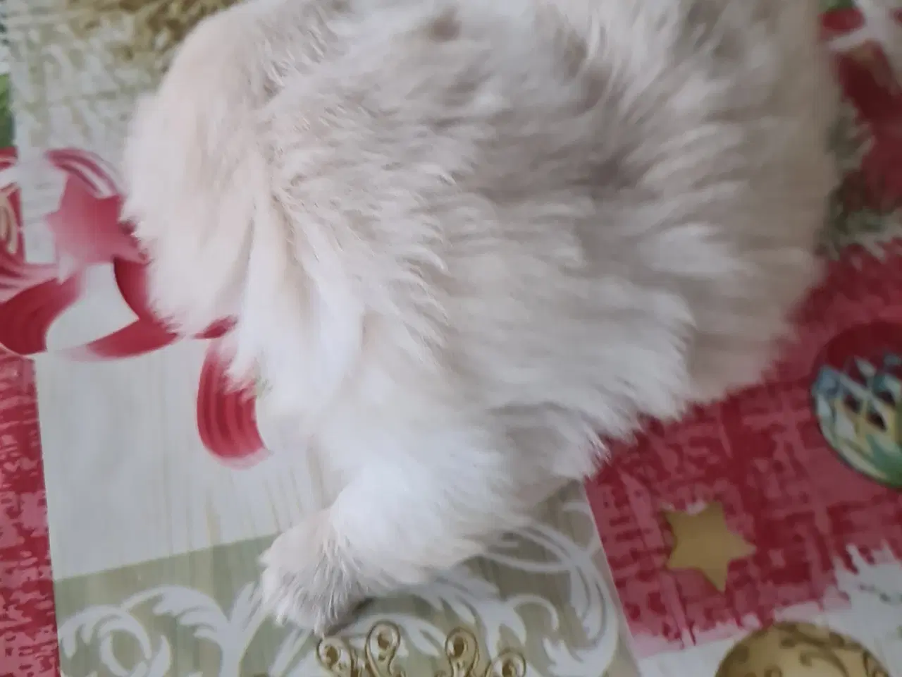 Billede 8 - 2 lækkere drenge