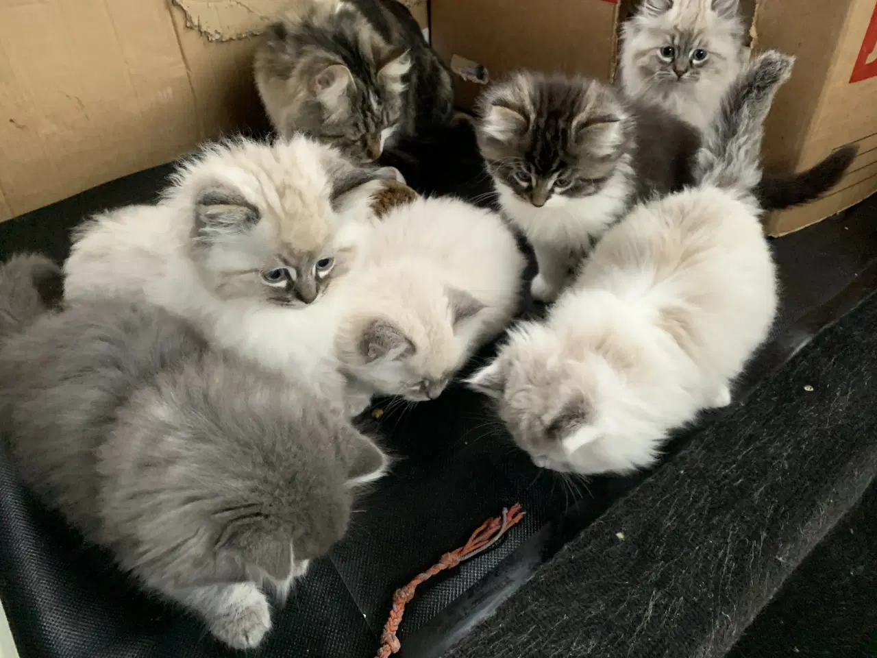 Billede 4 - Ragdoll- skovkat mor. Ragdoll far