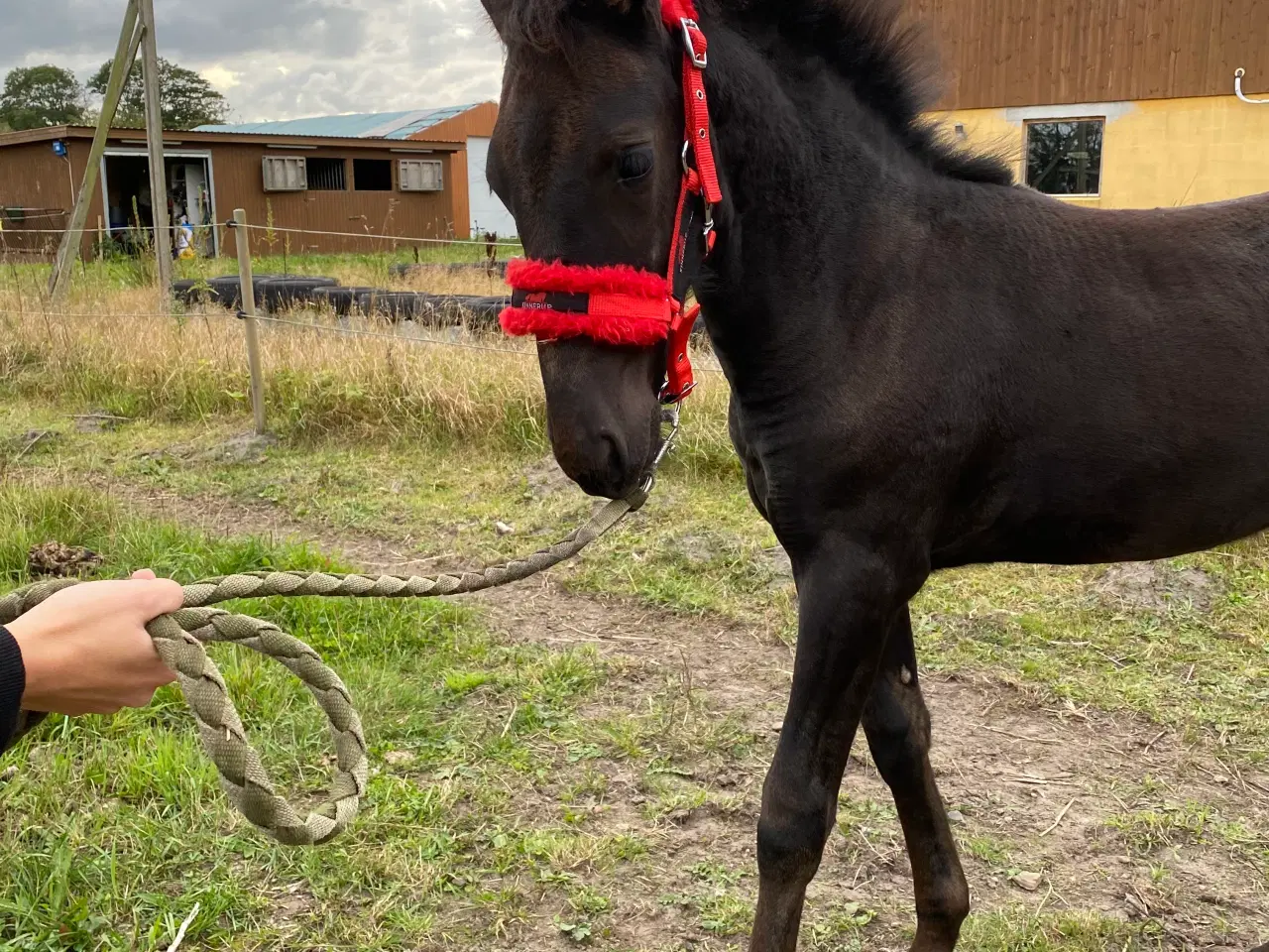 Billede 7 - Hest