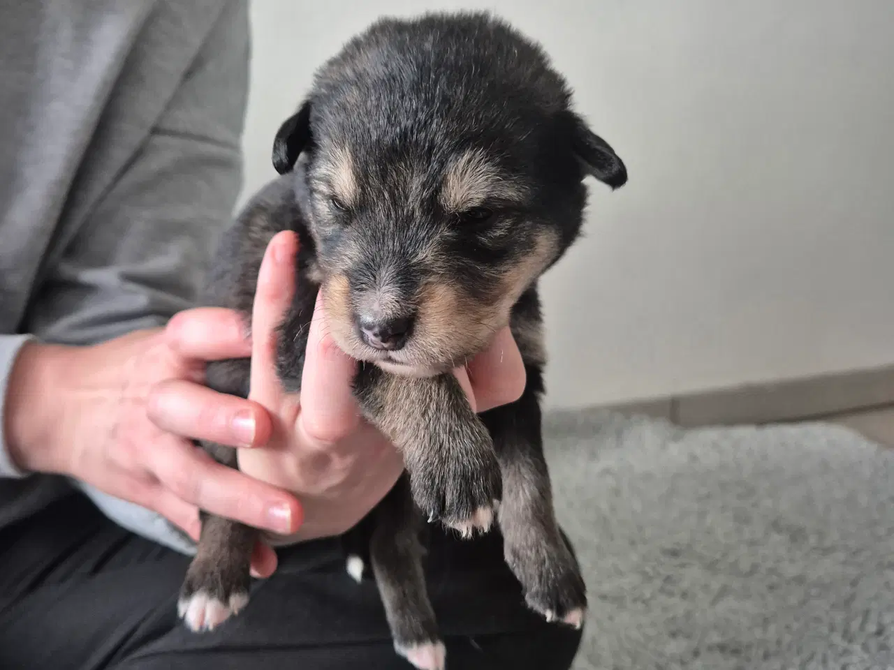 Billede 5 - Blanding hunde hvalpe 