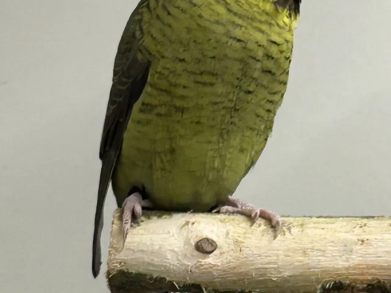 Billede 7 - Blackface undulater 