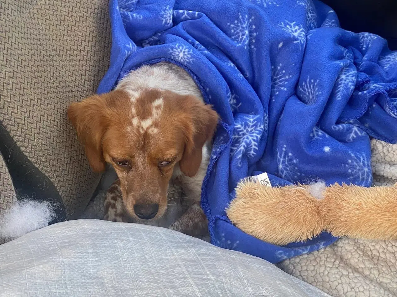 Billede 5 - Amy søger et trygt hjem