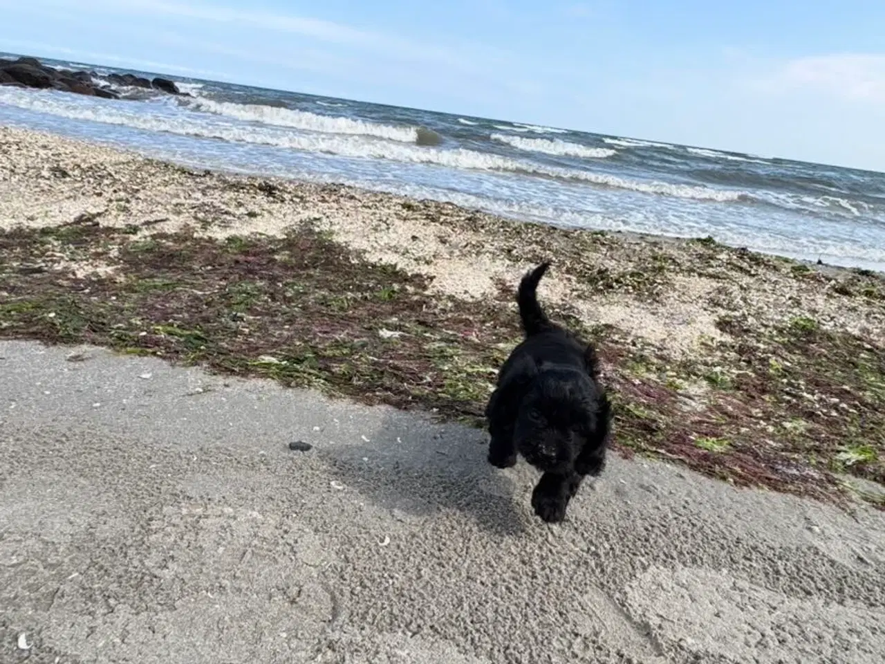 Billede 11 - 2 Dejlige Maltipoo drenge