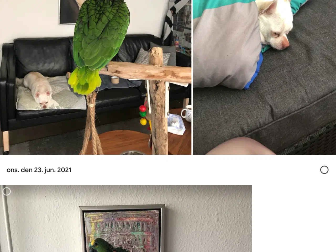 Billede 8 - Super sød Amazone papegøje