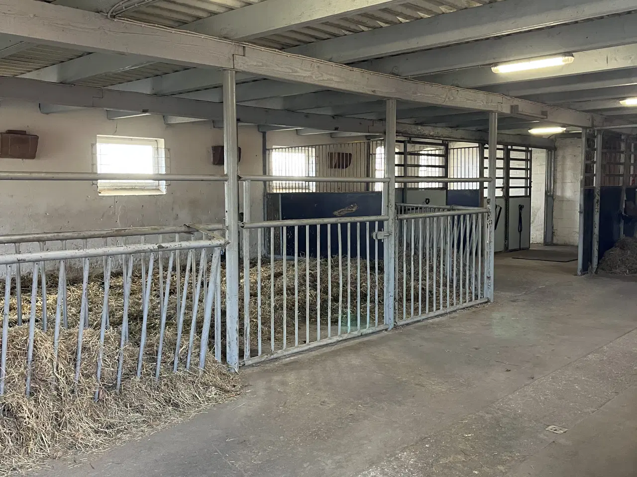 Billede 3 - Løsdrift og boks opstaldning tilbydes 