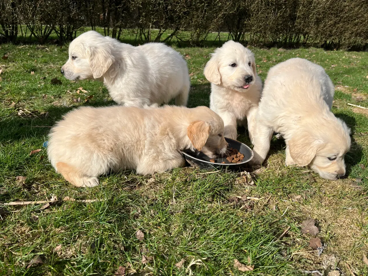 Billede 4 - 7 Golden retriever hvalpe sælges