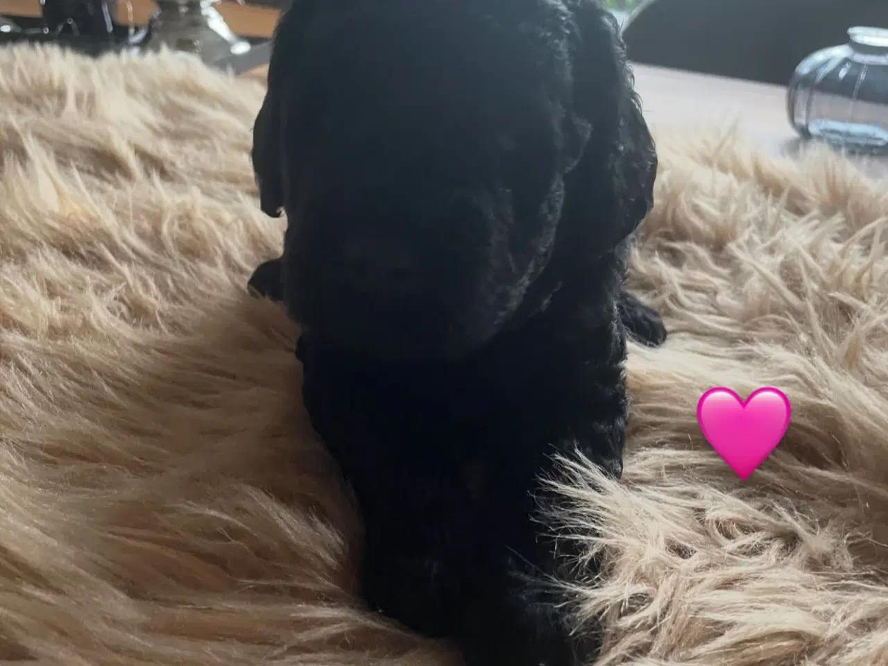 Billede 2 - Goldendoodle hvalpe 