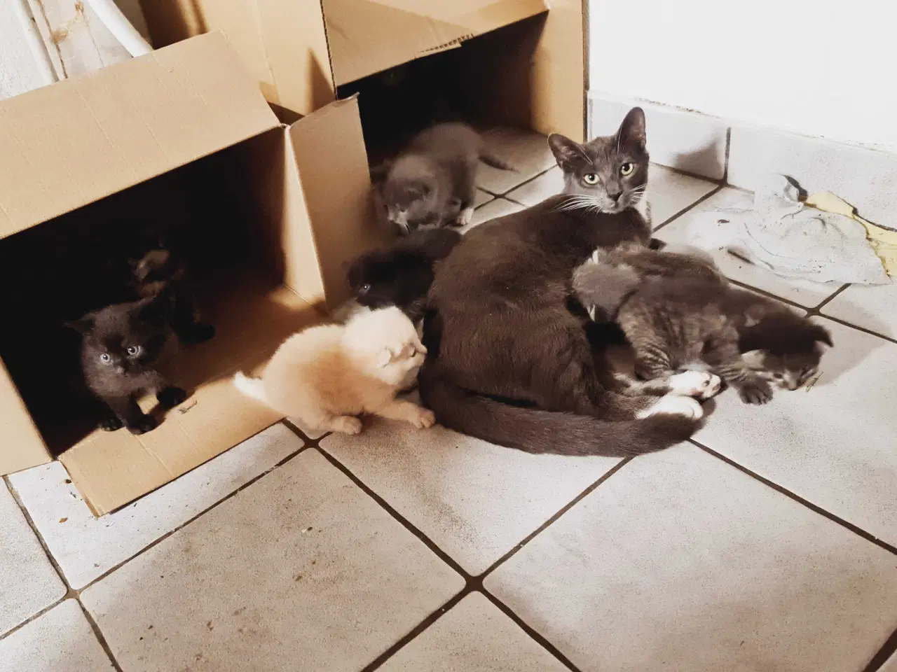Billede 4 - Kattekillinger fra almindelige kælekatte.