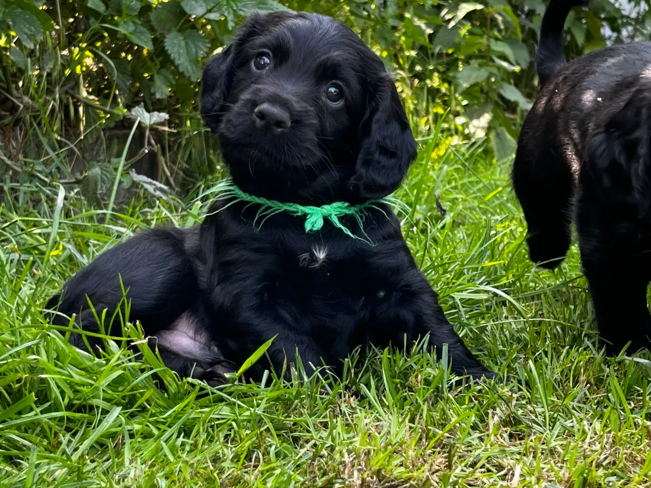 Billede 6 - FT Cocker Spaniel hvalpe