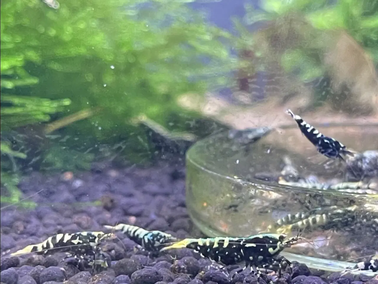 Billede 2 - Akvarie Rejer, Black Galaxy Caridina Shrimp